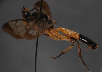 Joppa_geniculata 