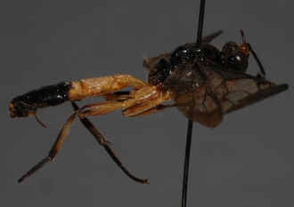 Joppa_geniculata 