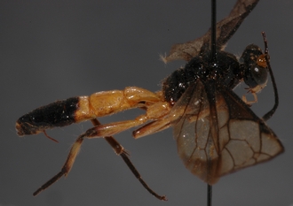 Joppa_geniculata