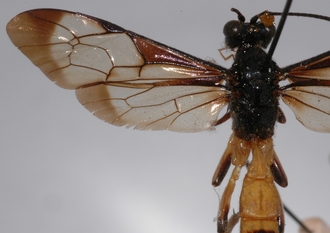 Joppa_geniculata 