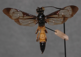 Joppa_geniculata