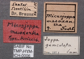 Joppa_geniculata_labels