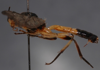 Joppa_geniculata