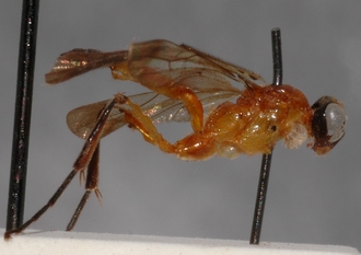 Joppa_mesoxantha