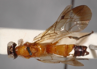 Joppa_mesoxantha