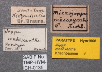 Joppa_mesoxantha_labels