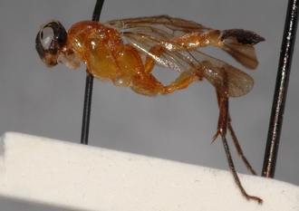 Joppa_mesoxantha