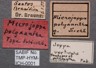 Joppa_verticalus_labels