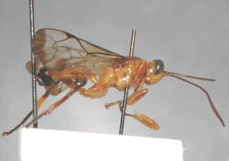 Microjoppa_dromedarius