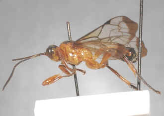 Microjoppa_dromedarius