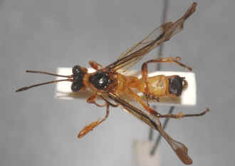 Microjoppa_dromedarius