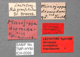 Microjoppa_dromedarius_labels