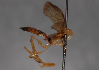 Microjoppa_furcifera 
