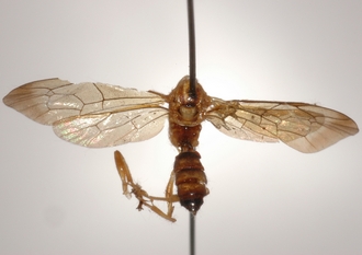 Microjoppa_furcifera 