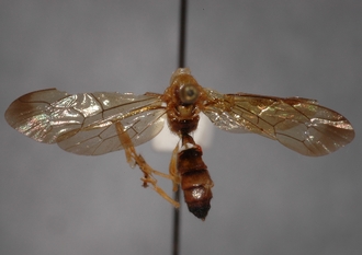 Microjoppa_furcifera 