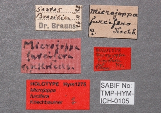 Microjoppa_furcifera_labels