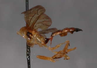 Joppa_furcifera_HOLOTYPE