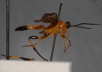 Microjoppa_fuscata 