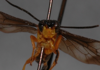 Microjoppa_fuscata