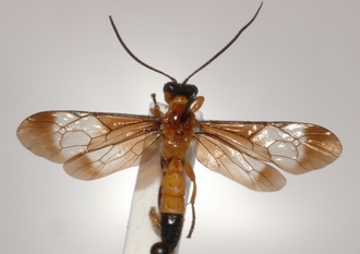 Microjoppa_fuscata
