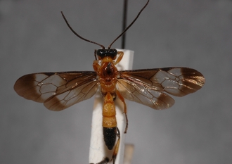 Microjoppa_fuscata 