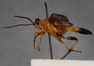 Microjoppa_fuscata