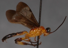 Joppa_hypoxantha_HOLOTYPE