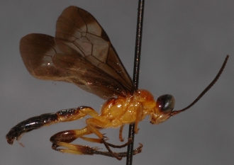 Joppa_hypoxantha_HOLOTYPE