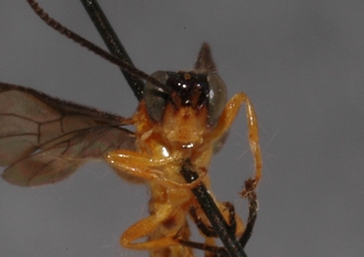 Joppa_hypoxantha_HOLOTYPE