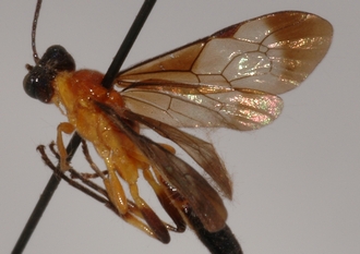 Joppa_hypoxantha_HOLOTYPE