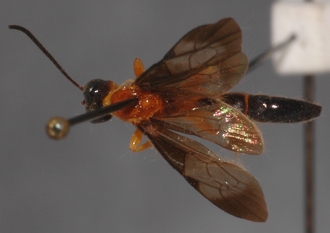 Joppa_hypoxantha_HOLOTYPE