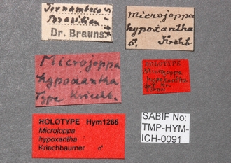 Microjoppa_hypoxantha_labels 