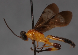 Joppa_hypoxantha_HOLOTYPE