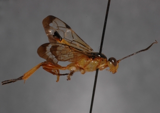 Microjoppa_linearis