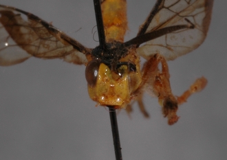 Microjoppa_linearis 