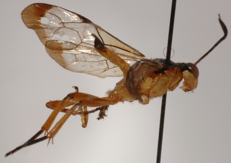 Microjoppa_linearis 