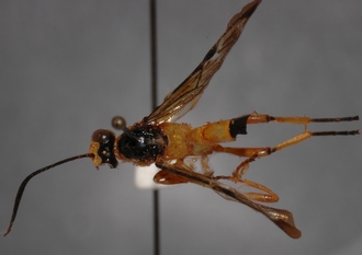 Microjoppa_linearis 