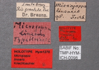 Microjoppa_linearis_labels
