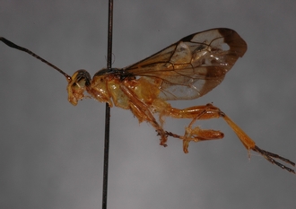Microjoppa_linearis