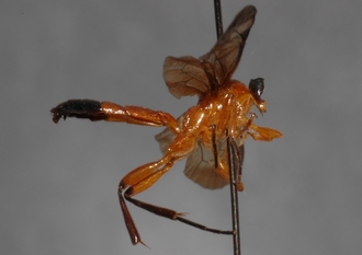 Microjoppa_mesopyrrha