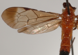 Microjoppa_mesopyrrha 