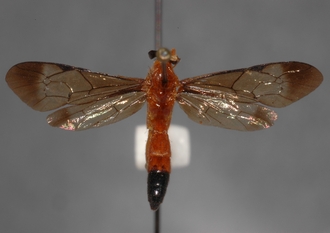 Microjoppa_mesopyrrha