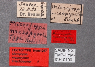Microjoppa_mesopyrrha_labels
