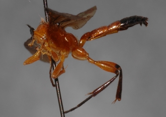 Microjoppa_mesopyrrha