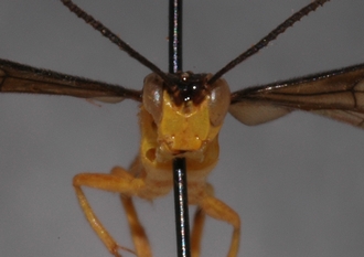 Microjoppa_noctilio