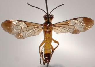 Microjoppa_noctilio