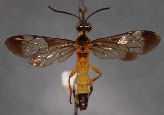 Microjoppa_noctilio
