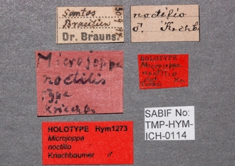 Microjoppa_noctilio_labels