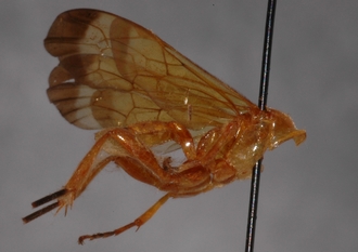 Microjoppa_subvittata