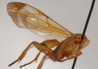 Microjoppa_subvittata